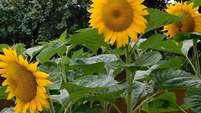 Точные сроки посадки озимого чеснока в 2022 году! На какую глубину сажать чеснок. Во всех Регионах. смотреть онлайн