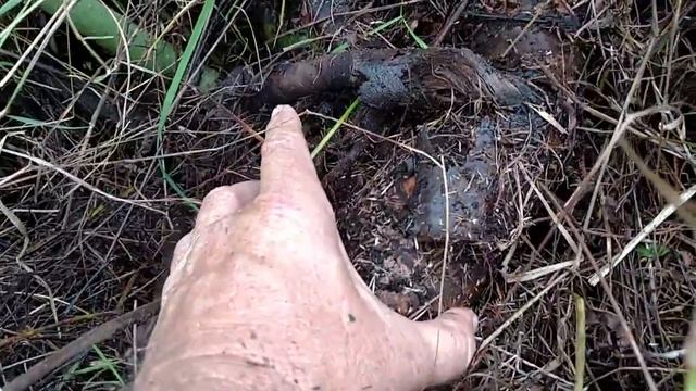 Monsteria thrives смотреть онлайн