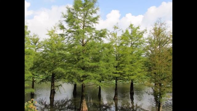 ТАКСОДИЙ  (TAXODIUM)  сем. Таксодиевые