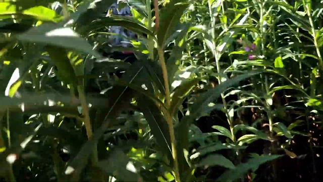 Устье реки Кереть. смотреть онлайн