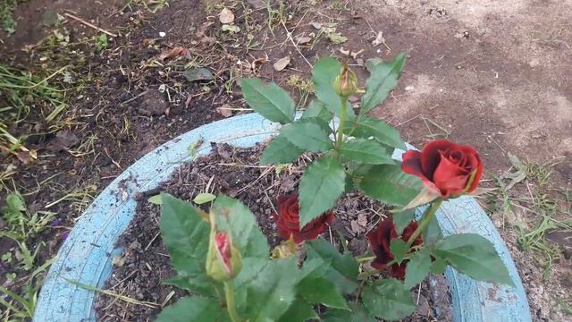 Цветы августа красивые растут на огороде в Палкино