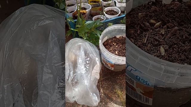 Болотный дуб и микориза смотреть онлайн