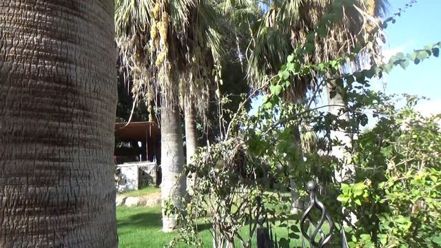 Земля где течет молоко и мед. смотреть онлайн