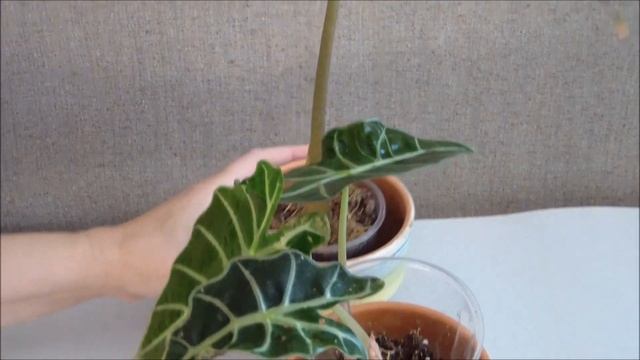 Алоказия Полли: уход в домашних условиях. Пятна на алоказии и листья желтеют смотреть онлайн