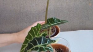 Алоказия Полли: уход в домашних условиях. Пятна на алоказии и листья желтеют