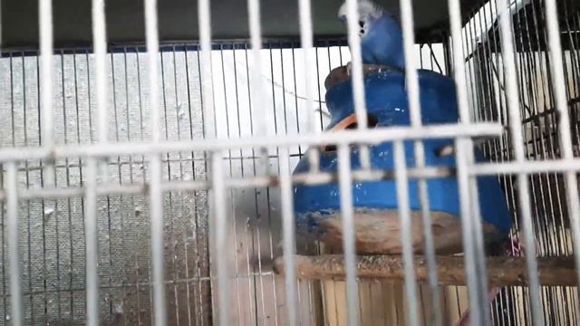 Habib Ur REHMAN Bhai's Birds setup @ Ayub colony, LATIF ABAD NO 11, Hyderabad Sindh. смотреть онлайн