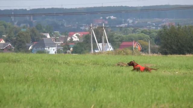 Родезийские риджбеки JELANY RED TROY (К) и ARIES KHAN MARLON BRANDO (Б). CACIL-ЧРКФ, Суханово 2020. смотреть онлайн