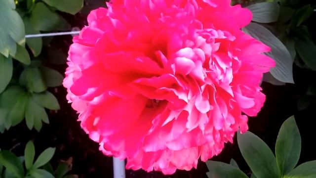 Peony Command Performance - www.peonyshop.com смотреть онлайн