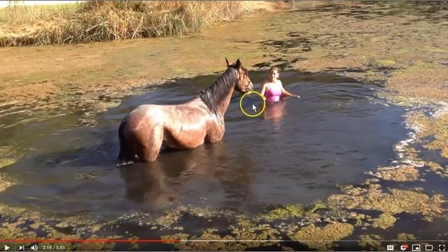 Horse Trainer Teaches Lots Of Bad Lessons - Horse Did Nothing Wrong смотреть онлайн