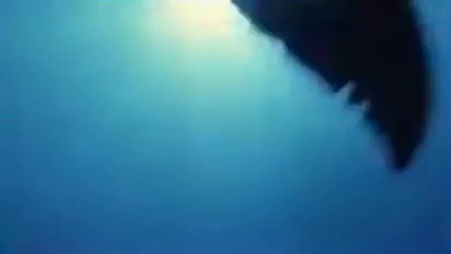 Дельфин спасает собаку смотреть онлайн