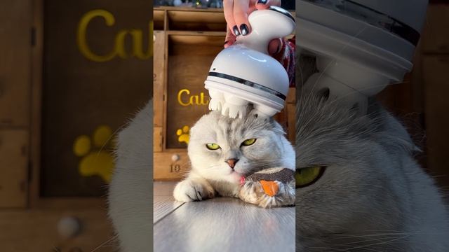 Тестируем электрический массажер для ваших пушистиков с Ozon смотреть онлайн