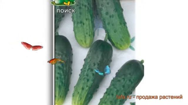 Огурец обыкновенный Ира F1 (ira f1) ? огурец Ира F1 обзор: как сажать семена огурца Ира F1 смотреть онлайн