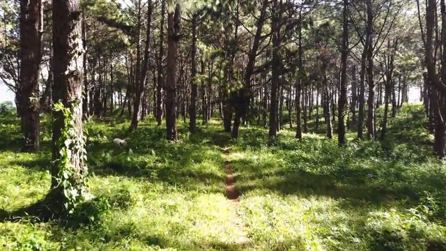 пение птиц и прогулка по лесу. полная релаксация. звуки леса смотреть онлайн