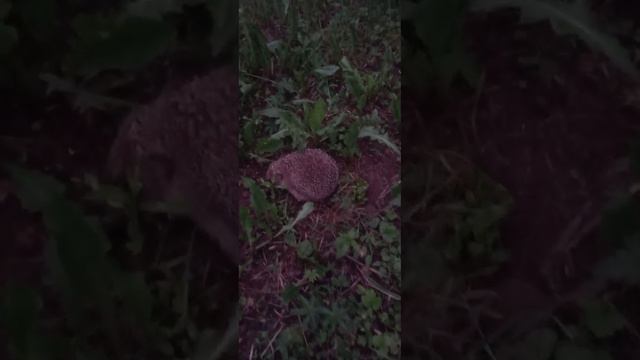 Ёж на даче