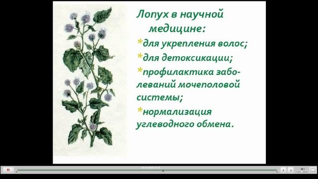 Лопух полезные свойства смотреть онлайн