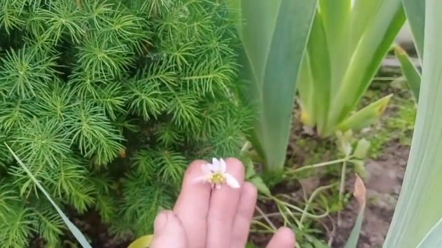 Анемоны в моем (и не только в моем)саду смотреть онлайн