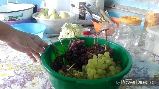 Неудачный результат выращивания цветной капусты и брокколи / Жизнь в селе. смотреть онлайн