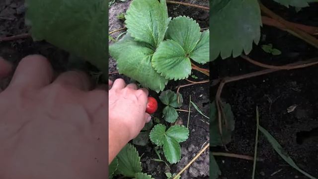 Клубника НСД Фурор смотреть онлайн