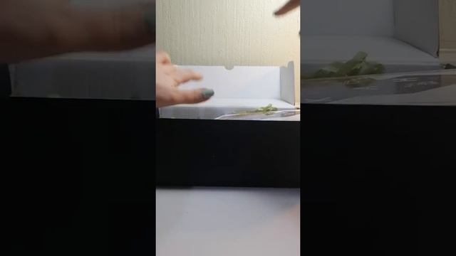 Muhiku Kutusu Açtım! смотреть онлайн