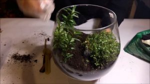 Флорариум для начинающих. Горная река