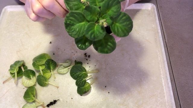 ФИАЛКИ. И цветущие розетки можно формировать. Volkmann's Merry Christmas. смотреть онлайн