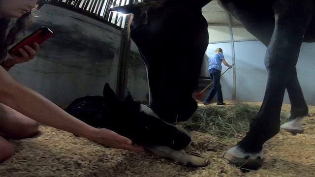 The Baby Is Here!!! (BIRTH VLOG) Oldenburg Horse Giving Birth To Her First Foal