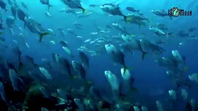 Цивилизация Русов. Научные достижения смотреть онлайн