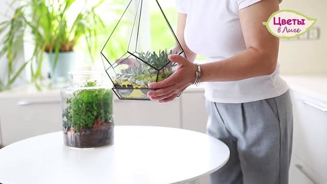 Уход за флорариумом. "Цветы в Лиге" смотреть онлайн