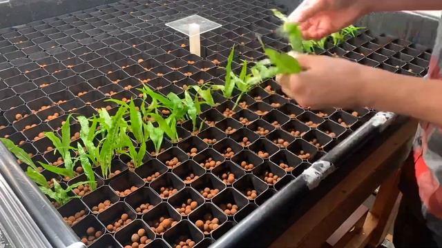 Java Fern Propagation | 168 Plants in Two Minutes!!! смотреть онлайн