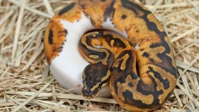 Is My Ball Python Sick? смотреть онлайн