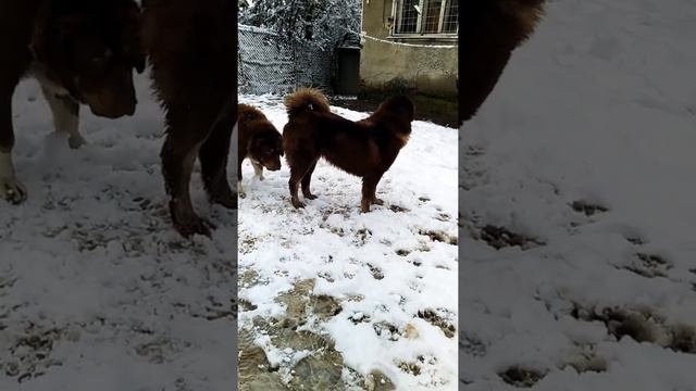 Bulgarian shepherd dogs/БОК/Болгарская овчарка смотреть онлайн