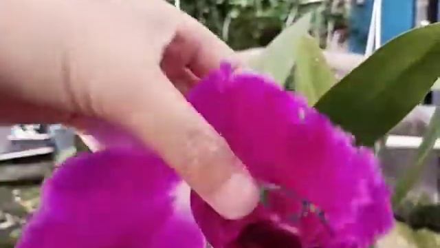 Cattleya Empress of Mercury x Rlc Vigour Red Grape смотреть онлайн