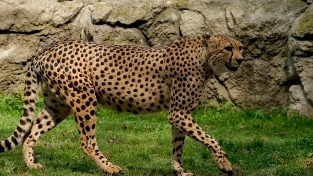 Cheetah ? is fastest speed animal in forest the forest animal life смотреть онлайн