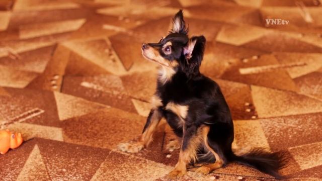 Мося. (русский длинношерстный той-терьер) смотреть онлайн