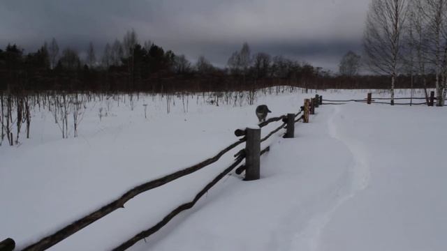 Кот, гуляющий по изгороди смотреть онлайн