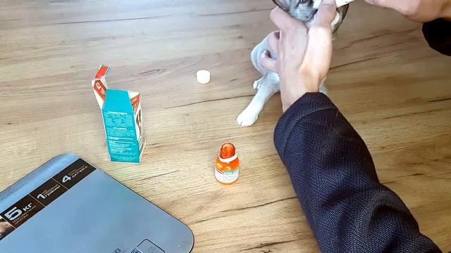 Как глистогонить чихуахуа, глистуем щенка чихуахуа. смотреть онлайн