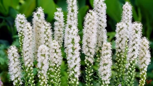 Лиатрис (Liatris)