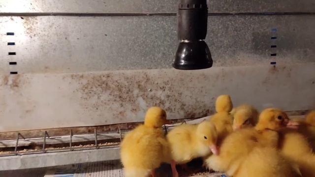 УТКИ АГИДЕЛЬ. Откорм 60 дней. смотреть онлайн