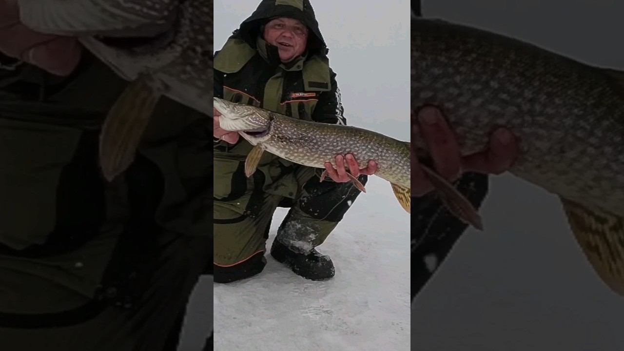 11 апреля Полное видео на канале #зимняярыбалка #щуканажерлицу смотреть онлайн