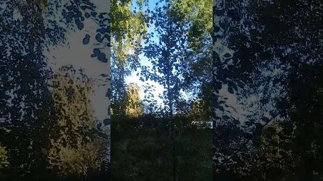 Листья как крылышки у бабочки смотреть онлайн