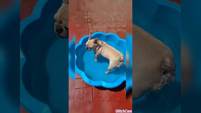 Малыши французского бульдога играют с вами !!! смотреть онлайн
