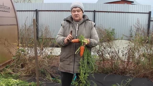 НИКОГО НЕ СЛУШАЙТЕ! СМЕЛО СЕЙТЕ ТАК МОРКОВЬ! ПРО ЛУЧШИЙ СОРТ СВЕКЛЫ. 15.10.19 смотреть онлайн