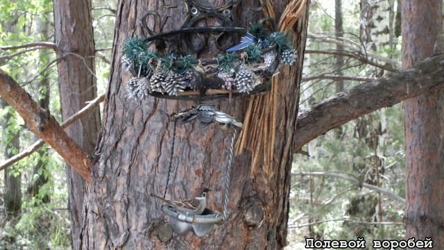 Осиновый пух и будни кормушки