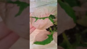 Сингониум Пинк Бьюти лава.