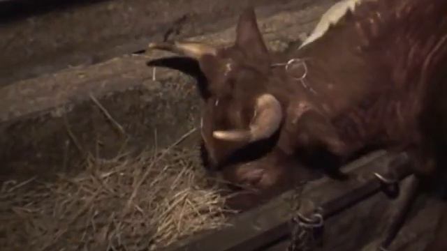 закрытие петровки