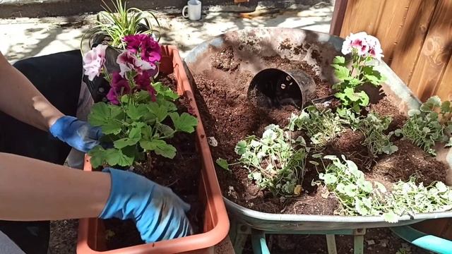 Композиции из цветов и с пряными травами! смотреть онлайн