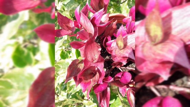 Традесканция. Zebrina purpusii (зебрина пурпуза). смотреть онлайн