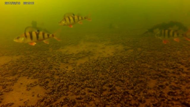 Подводное видео. Окунь, судак Никольске на Черемшане смотреть онлайн