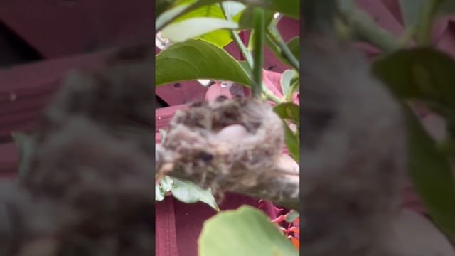 Гнездо Колибри смотреть онлайн