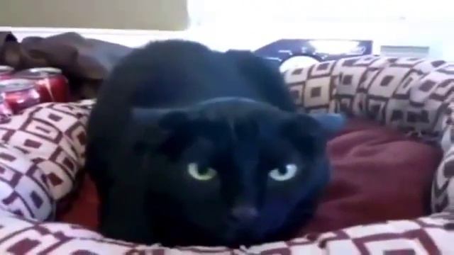 Приколы! подборка СМЕШНОГО видео котов! 20 мин Угара! подборка 2014 Funny Cats Compilation 20 Min